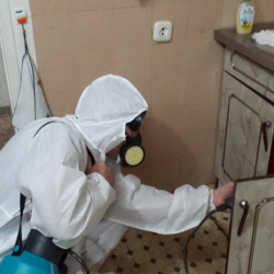 Дезинфекция от муравьев в квартире в Приозерске